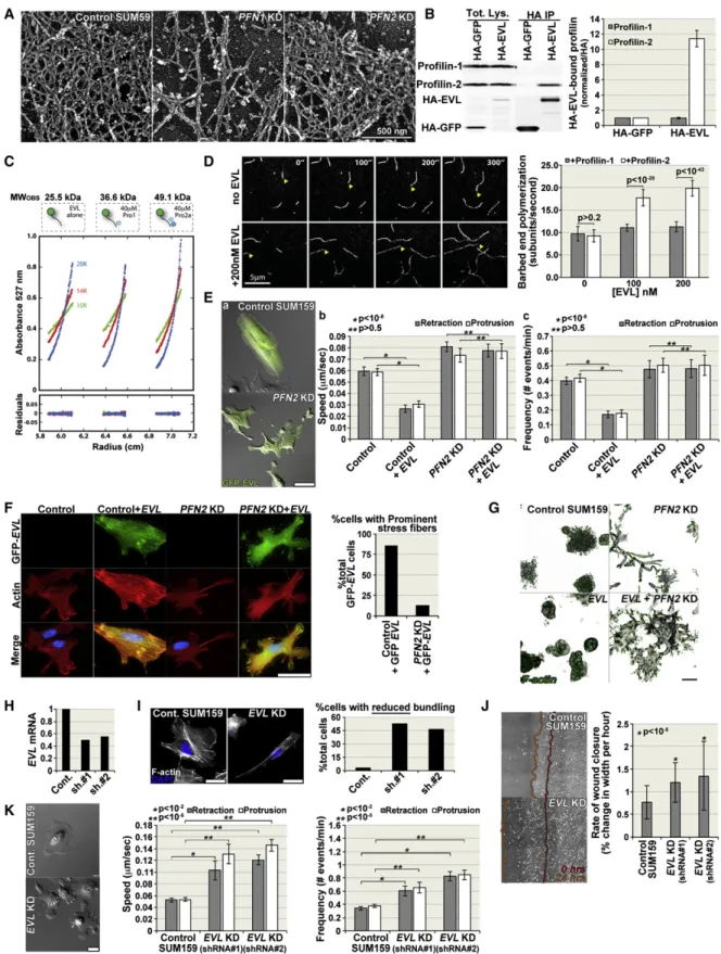 Figure 6. EVL Exhibits Preferential Binding to Profilin-2 and Suppresses Protrusive Activity by Generating Actin Bundles in a Profilin- Profilin-2-Dependent Manner