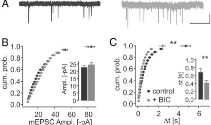 Figure 7. Chronic BIC increased mEPSC frequency, but not amplitude in organotypic slice cultures.A, Sample traces of control CA1 pyramidal neurons (black) and after 5–10 d of 20 ␮ M BIC-treated cultures