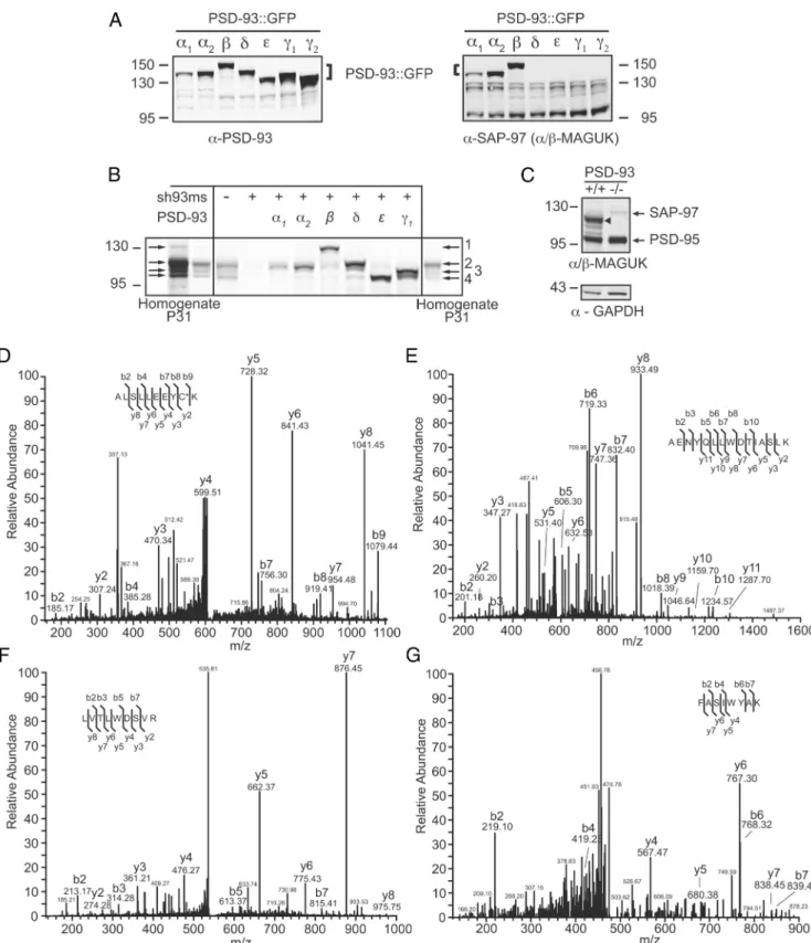 Figure 2. Western blot and mass spectroscopy analysis of the expression of different PSD-93 isoforms in mouse hippocampus