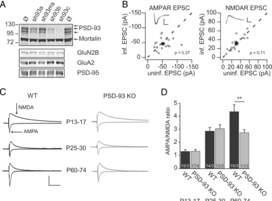 Figure 3. Synaptic development-dependent changes in glutamatergic synaptic transmission after loss of PSD-93.A, Rat dissociated hippocampal neuronal cultures were transduced at DIV 7 with indicated shRNA-expressing lentiviral constructs