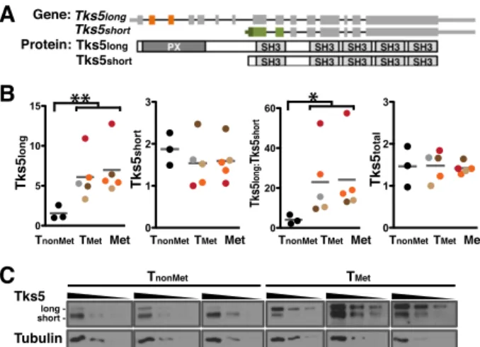 Figure 2. Differential Tks5 long and Tks5 short expression in T nonMet and T Met lung adenocarcinoma cells correlates with invadopodia formation and function