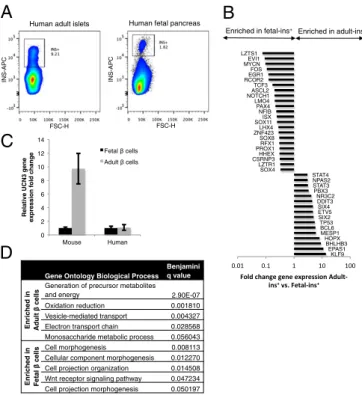 Fig. 2. Human β -cell maturation. (A) FACS plots of human adult islets and human fetal pancreata sorted for INS + cells (APC + )