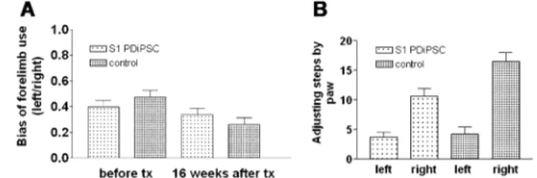 Fig. S3. Cylinder and adjustment stepping tests of 6-OHDA – lesioned rats after intrastriatal transplantation of differentiated PDiPS cells