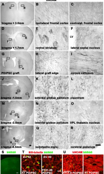 Fig. 2. Engrafted PD patient – derived neurons send out ﬁ bers to close and remote target areas in the adult unlesioned rodent brain