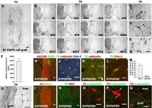 Fig. 3. PDiPS cell-derived DA neurons survive at high numbers after transplantation into the striatum of 6-OHDA – lesioned rats