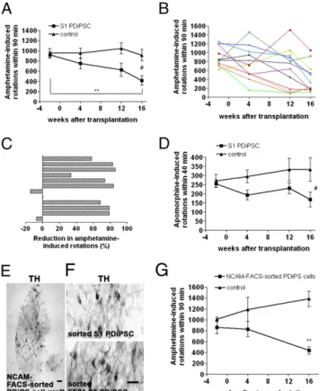 Fig. 4. Reduced motor asymmetry of 6-OHDA – lesioned rats after intra- intra-striatal transplantation of differentiated PDiPS cells