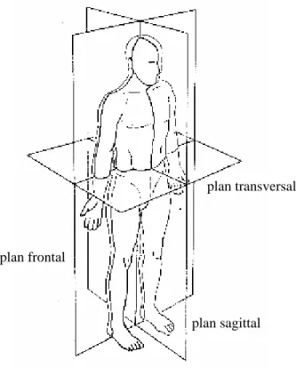 Fig. 2.3: Plans de reference du corps humain dans la position anatomique standard ([VDO92]).