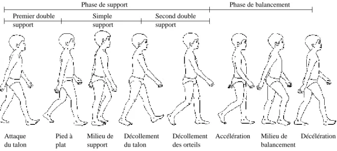 Fig. 2.6: Cycle de marche normal pour un garcon de huit ans ([VDO92]).