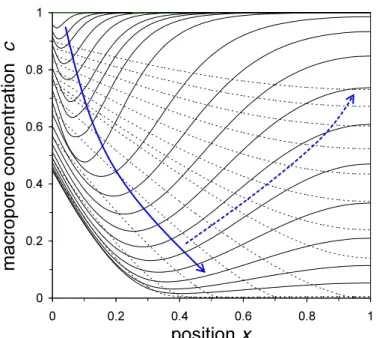 Fig.  9.  Macropore  concentration  profiles  within  the  electrode  as  function  of  time  using  the  modified  Donnan  model