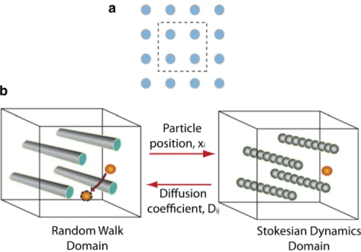 FIGURE 1 (a) Collagen fibers are represented as a spatially periodic square array of fibers and our analysis is performed in a periodic unit cell shown by the dashed line