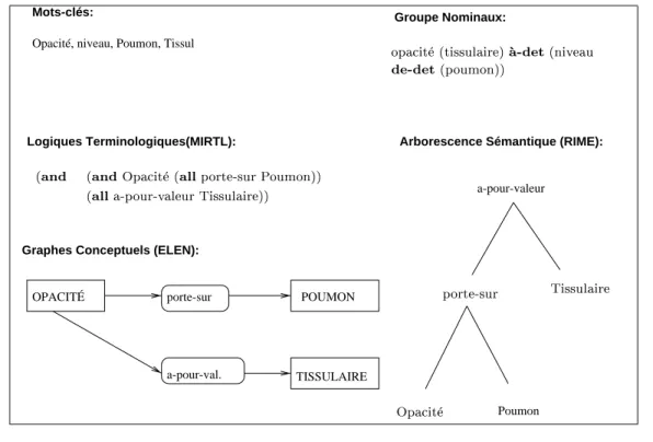 Figure 1.2. Exemples d'index pour \une opacite tissulaire au niveau du poumon&#34;