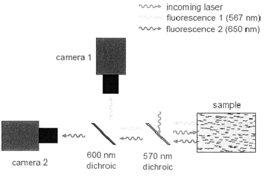 Figure  2.3:  Experimental  setup  that can  separate  light into two small  bands  of wavelengths  of interest.