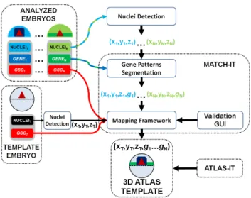 Figure 2. 3D raw data, nuclear center detection, gene pattern segmentation and their validation at 6.3 hpf