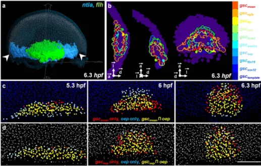 Figure 4. Exploring the 3D atlas with the visualization tool Atlas-IT. (a) Atlas-IT interface displaying the template nuclei (light blue), segmented gene expression patterns of ntla (blue) and flh (green)