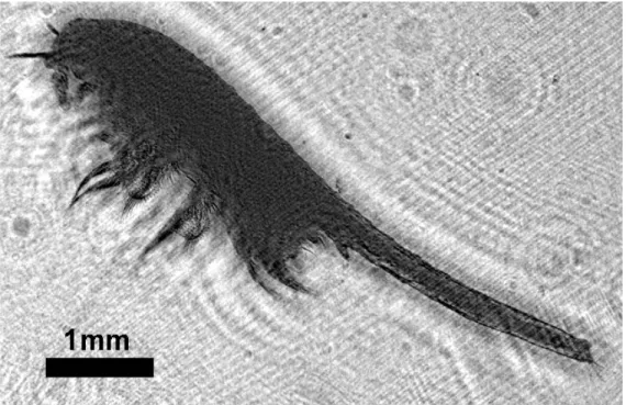 Figure 4-25: Reconstruction of a brine shrimp located 68mm from the CCD.