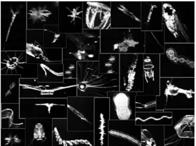 Figure 1-7: Images of plankton taken by the VPR during transatlantic survey in August 2003
