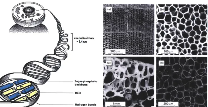 Figure 2.3  (Image  Left):  DNA  Scaffolding  with base pairs (Image  Right):  Cellular materials  (a)  cedar (b)  cork (c) trabecular  bone (d)  carrot parenchyma  (Image  from Cellular Materials  in Nature  and Medicine  by Lorna J