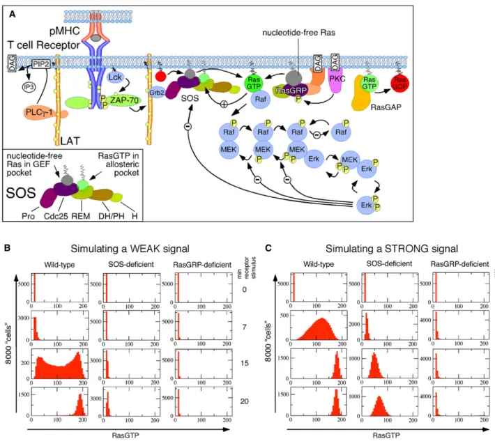 Figure 4. Digital Antigen Receptor Induced Ras Activation In Silico