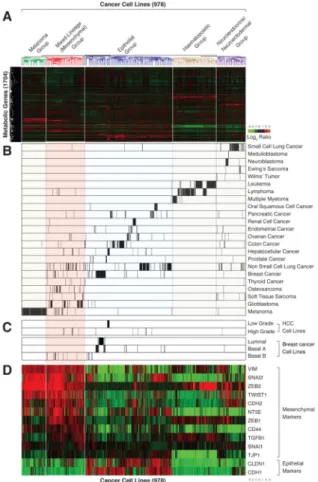 Figure 1. Based on metabolic gene expression patterns, high-grade carcinoma cell lines co-cluster  with mesenchymal cells