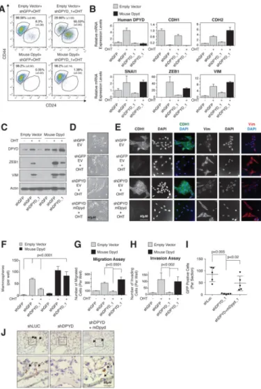 Figure 4. DPYD expression is essential for EMT induction