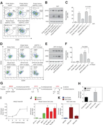 Figure 5. DPYD activity is essential for the EMT