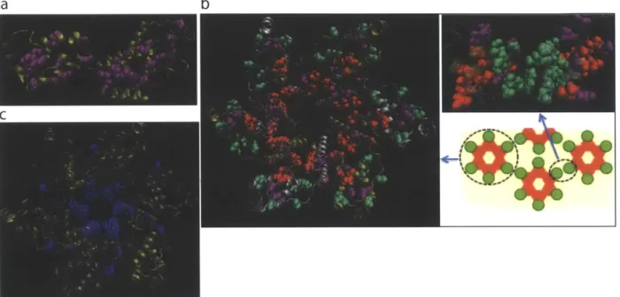 Figure  2-4:  Protein  structures reveal  the  origin  of  collective  correlations  :  (a) Sector  3  sites represented  on  the  structure  of the  p24  monomer  (pdb code 3GV2) as  purple  spheres
