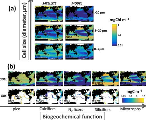 Figure 7. Comparison to observations. (a) Sizes classes: Chl-a concentration (mg Chl m −3 ) in pico-phytoplankton (&lt; 2 µm), nano- nano-phytoplankton (2–20 µm) and micro-nano-phytoplankton (&gt; 20 µm) from (left) a satellite-derived estimate (Ward, 2015