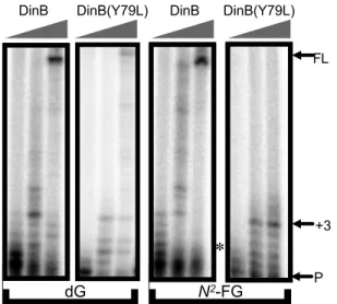 Fig. 2. DinB(Y79L) bypasses N 2 -FG and stalls three nucleotides following the lesion