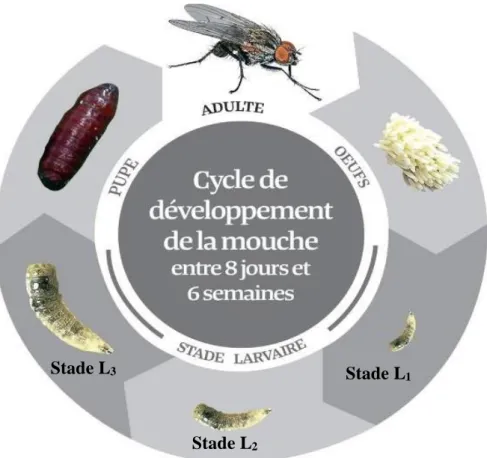 Figure 3 : Cycle de développement de la mouche domestique Musca domestica (Anonyme, 2018b)