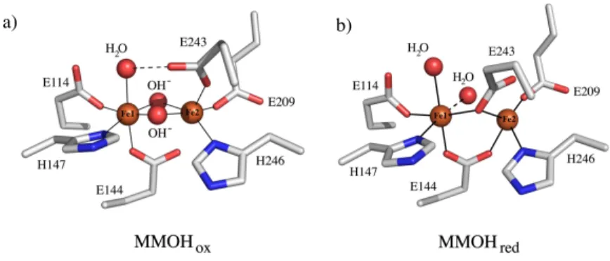 Figure 1. Diiron active site structures of (a) Mc MMOH ox  (PDB ID 1MTY) and (b) Mc MMOH red  (PDB  ID 1FYZ)