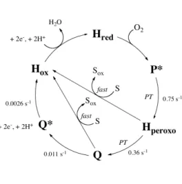 Figure  2.  Mc  MMOH  catalytic  cycle.  Rate  constants  were  measured  at  pH  7.0  and  4  °C