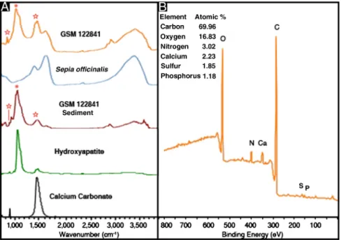 Fig. 3. (A) IR absorption spectra for GSM 122841, S. officinalis melanin, GSM 122841 sediment, and standards of hydroxyapatite and calcium carbonate