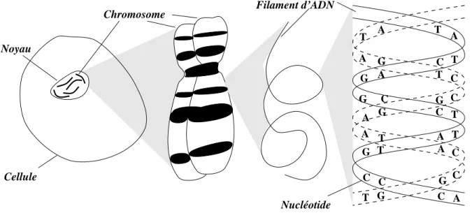 Figure 1.1 - : Cellule eucaryote. Dans le noyau de la cellule sont conserves les chromosomes; l'ADN qu'ils contiennent est une macro-molecule formee de quatre bases appariees deux a deux: A avec T et C avec G.