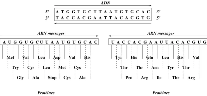 Figure 1.4 - : Les six cadres de lecture de l'ADN. La molecule d'ADN peut ^etre lue de six manieres dierentes, selon chacun des brins et selon le choix du premier codon.