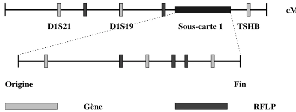 Figure 2.6 - : Description d'une carte typique. Elle est formee d'entites propres, une sous-carte (qui se decompose a nouveau), deux genes et des RFLP