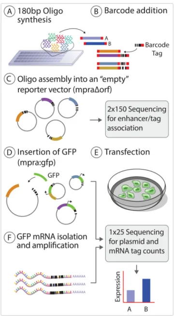 Figure 1. Overview of the MPRA workflow