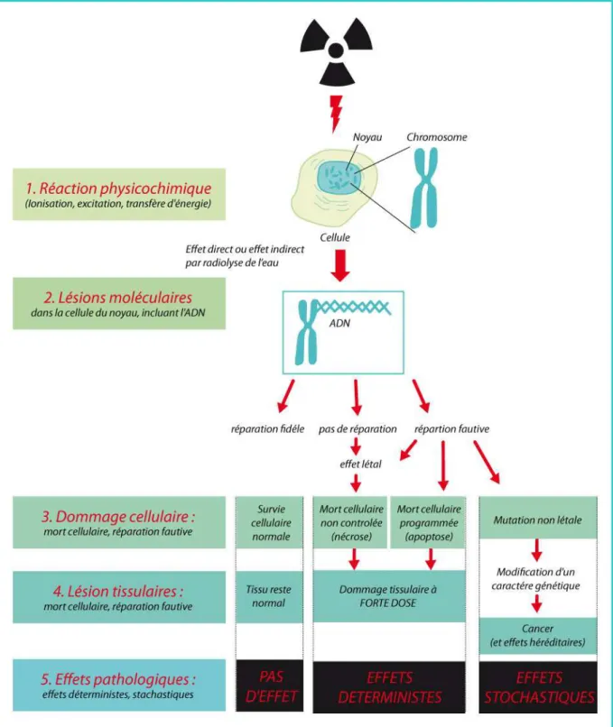 Figure  5 :  Illustration  des  principaux  mécanismes  d’action  biologique  des  rayonnements  ionisants 