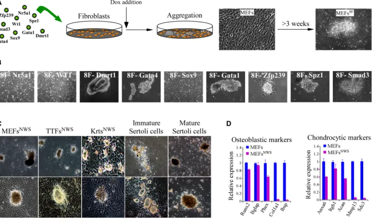 Figure 2. Nr5a1, Wt1, and Sox9 Induce Cell Aggregation