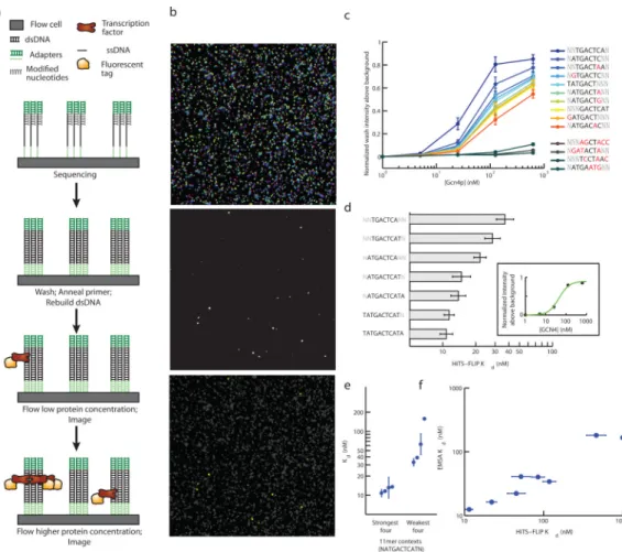 Figure 1. High-throughput sequencing fluorescent ligand interaction profile (HiTS-FLIP) method