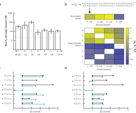 Figure 2. Positional interdependencies in the DNA binding affinity of Gcn4p