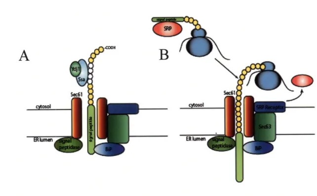 Figure  1.2.2  Translocation into the Endoplasmic  Reticulum.  Ssalp  and the ATPase stimulating  Ydj 1 bind hydrophobic  patches  on post-translationally  translocated  protein.
