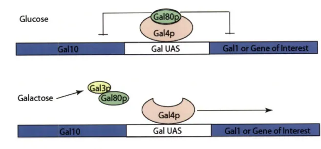 Figure 1.4  The Gall-10 Regulatory  Operon.  Gal80p causes  a repression  in gene expression  by binding the transcription  activating protein Gal4p