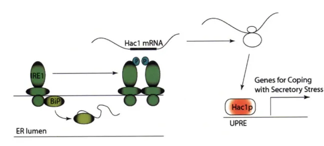 Figure 2.1.1-The  Yeast Unfolded  Protein Response.  The UPR is  instigated by the endonuclease  activity of the ER membrane  protein  IRE 1