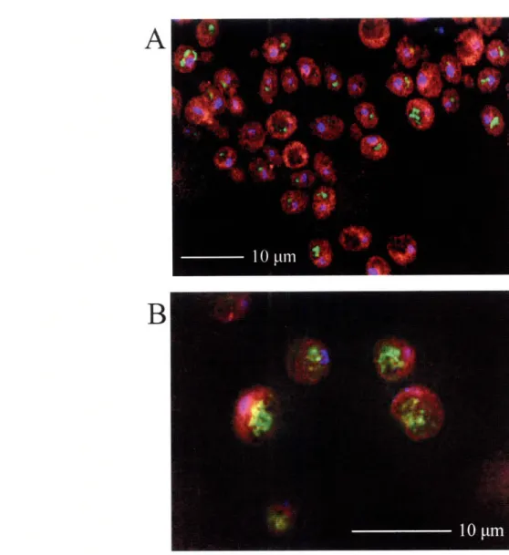 Figure 2.3.7-Intracellular  Retention  of D1.3.  Cells  expressing surface-displayed  D1.3 alone  (A) retain less  intracellular  D 1.3  (green dye)  inside the vacuolar  compartment (vacuole  membrane shown  in  red) compared  to cells  coexpressing  D1.3