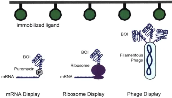 Figure  1.3.  In  vitro  selection  by  protein  display.  Three  different  display  techniques  are used  to  select  for  binders  to  an  immobilized  target  ligand