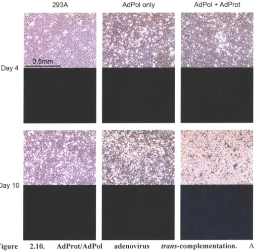 Figure  2.10.  AdProt/AdPol  adenovirus  trans-complementation.  A CFP.AAdProt.AAdPoI-adenovirus  was  used  to  infect  HEK293A  cells,  AdPol expressing  cells,  or  AdPol/AdProt  expressing  cells  at  a  low  multiplicity  of infection (&lt;0.5)