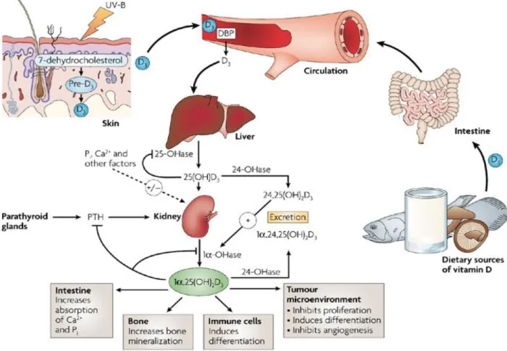 Figure 9 : Métabolisme de la vitamine D et effets sur la santé. Source : Deeb et al 2007 (69)