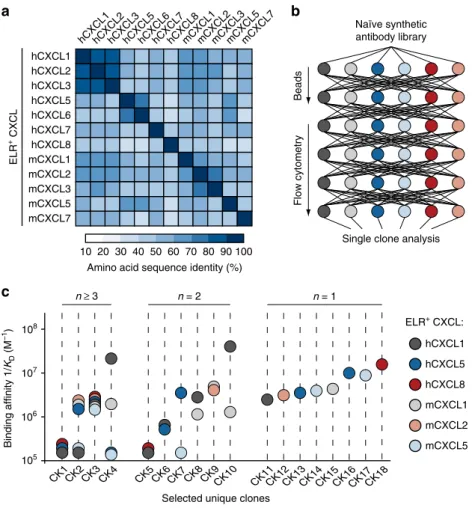 Fig. 1 Isolation of crossreactive antibodies toward multiple ELR + CXC chemokines. a Heat map displaying the sequence identity among multiple human and murine ELR + CXC chemokines
