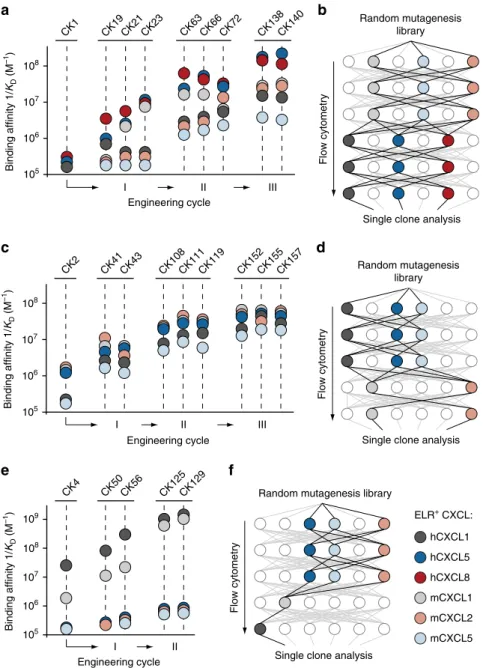 Fig. 2 Molecular co-evolution of antibody af ﬁ nity and crossreactivity. Plots displaying binding af ﬁ nities of engineered clones derived from a CK1, c CK2, and e CK4 lineages