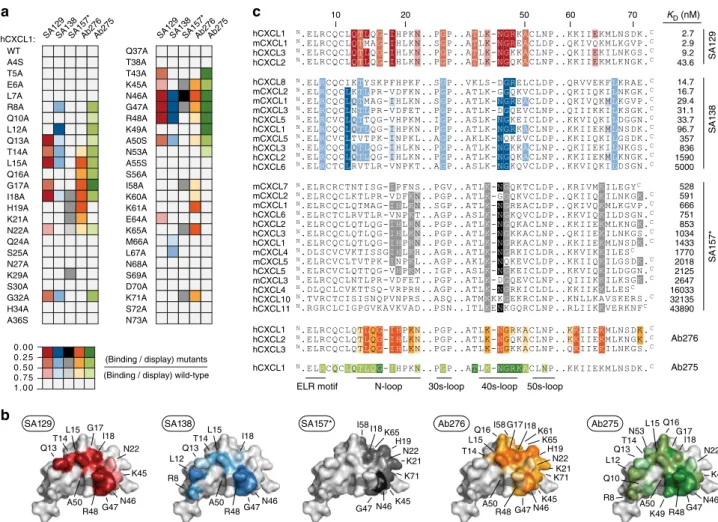 Fig. 5 Epitope mapping of crossreactive antibodies. a Binding of SA129 (red), SA138 (blue), SA157 (gray), Ab275 (green), and Ab276 (orange) to a de ﬁ ned panel of hCXCL1 alanine mutants was assessed by ﬂ ow cytometry